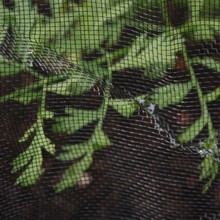 Black Insect Mesh Netting