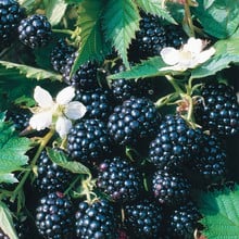 Blackberry Loch Ness