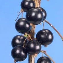 Blackcurrant Big Ben