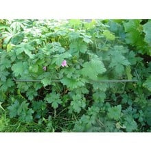 Border Edge Pack of 3 Border Edge Pack of 3