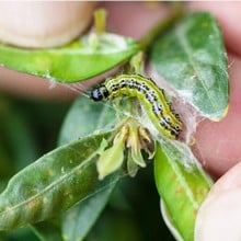 Box Tree Caterpillar Moth Pheromone Trap