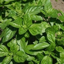 British Basil - Organic Plant Packs