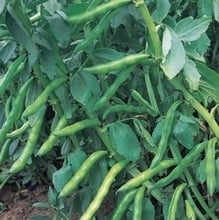 Broad Bean - Aquadulce Claudia - Organic Plant Packs