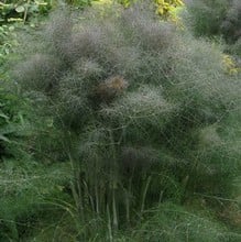 Bronze Fennel - Organic Plant Packs