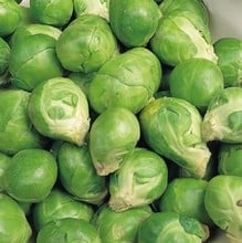 Brussels Sprouts - Evesham Special - Organic Plant Packs Brussels Sprouts - Evesham Special - Organic Plant Packs