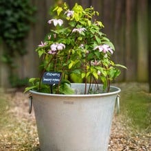 Bud Plant Support (Rustic finish)