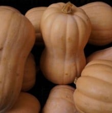 Butternut Squash Waltham Butternut - Organic Plant Packs