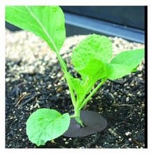 Cabbage Collars (Pack of 30) Cabbage Collars (Pack of 30)