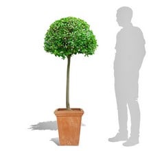 Camelia Square Terracini Pots