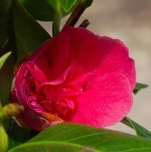 Camellia Dona Herzilia de Freitas Margalhaes