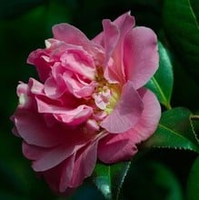 Camellia Japonica Debutante