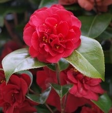 Camellia Japonica Dr Burnside