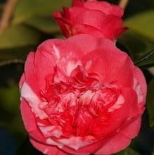 Camellia Japonica Elegans