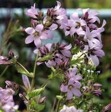 Campanula Lactiflora Loddon Anna - Milky Bellflower