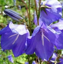 Campanula persicifolia - Blue Bellflower