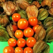 Cape Gooseberry ( 5 plants) Organic