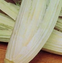 Cardoon Bianco Avorio (5 plants) Organic