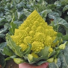 Cauliflower Romanesco Navona - Organic Plant Packs Cauliflower Romanesco Navona - Organic Plant Packs
