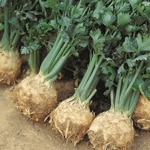 Celeriac Giant Prague - Organic Plant Packs