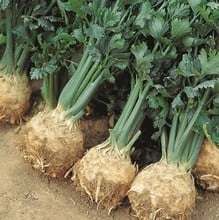 Celeriac Prinz (10 plants) Organic