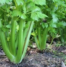 Celery Green Utah - Organic Plant Packs Celery Green Utah - Organic Plant Packs