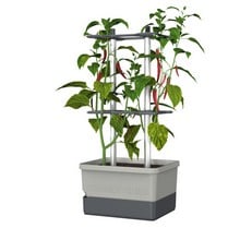 Charly Chili Planter