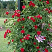 Chevy Chase Rambling Rose by Peter Beales