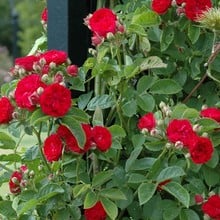 Chevy Chase Rambling Rose by Peter Beales