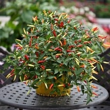 Chilli Pepper Basket of Fire (3 plants) Organic