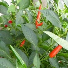 Chilli Pepper - Birds Eye - Organic Plant Packs
