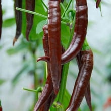 Chilli Pepper Cayenne Long Slim - Organic Plant Packs