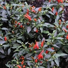 Chilli Pepper Demon Red - Organic Plant Packs