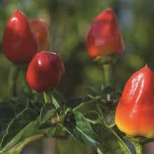 Chilli Pepper Firecracker - Organic Plant Packs