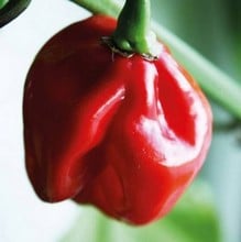 Chilli Pepper Habanero - Organic Plant Packs Chilli Pepper Habanero - Organic Plant Packs