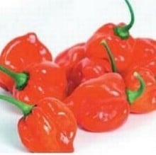 Chilli Pepper Scotch Bonnet Red (3 plants) Organic