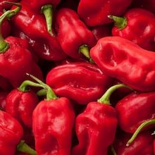 Chilli Pepper Scotch Bonnet Red - Organic Plant Packs