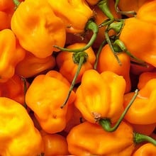 Chilli Pepper Scotch Bonnet Yellow - Organic Plant Packs