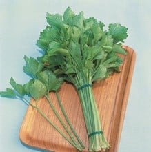 Chinese Celery Kintsai (10 plants) Organic