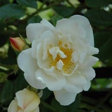 City Of York - Climbing Rose by Peter Beales