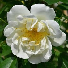 City Of York - Climbing Rose by Peter Beales