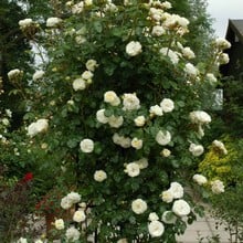 Clarence House - Climbing Rose by Peter Beales