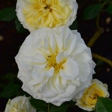 Clarence House - Climbing Rose by Peter Beales