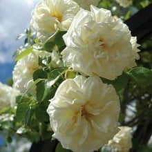 Clarence House - Climbing Rose by Peter Beales