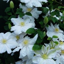 Clematis Marie Boisselot