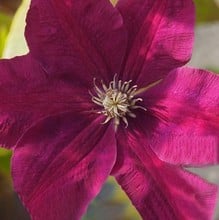 Clematis Rouge Cardinal