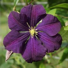 Clematis Viticella 'Etoile Violette' by Peter Beales
