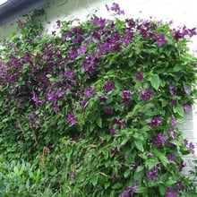 Clematis Viticella 'Etoile Violette' by Peter Beales