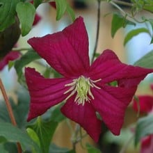 Clematis Viticella 'Madame Julia Correvon' by Peter Beales