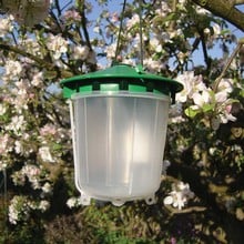 Codling Moth Trap