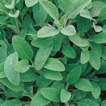 Common Sage - Organic Plant Packs